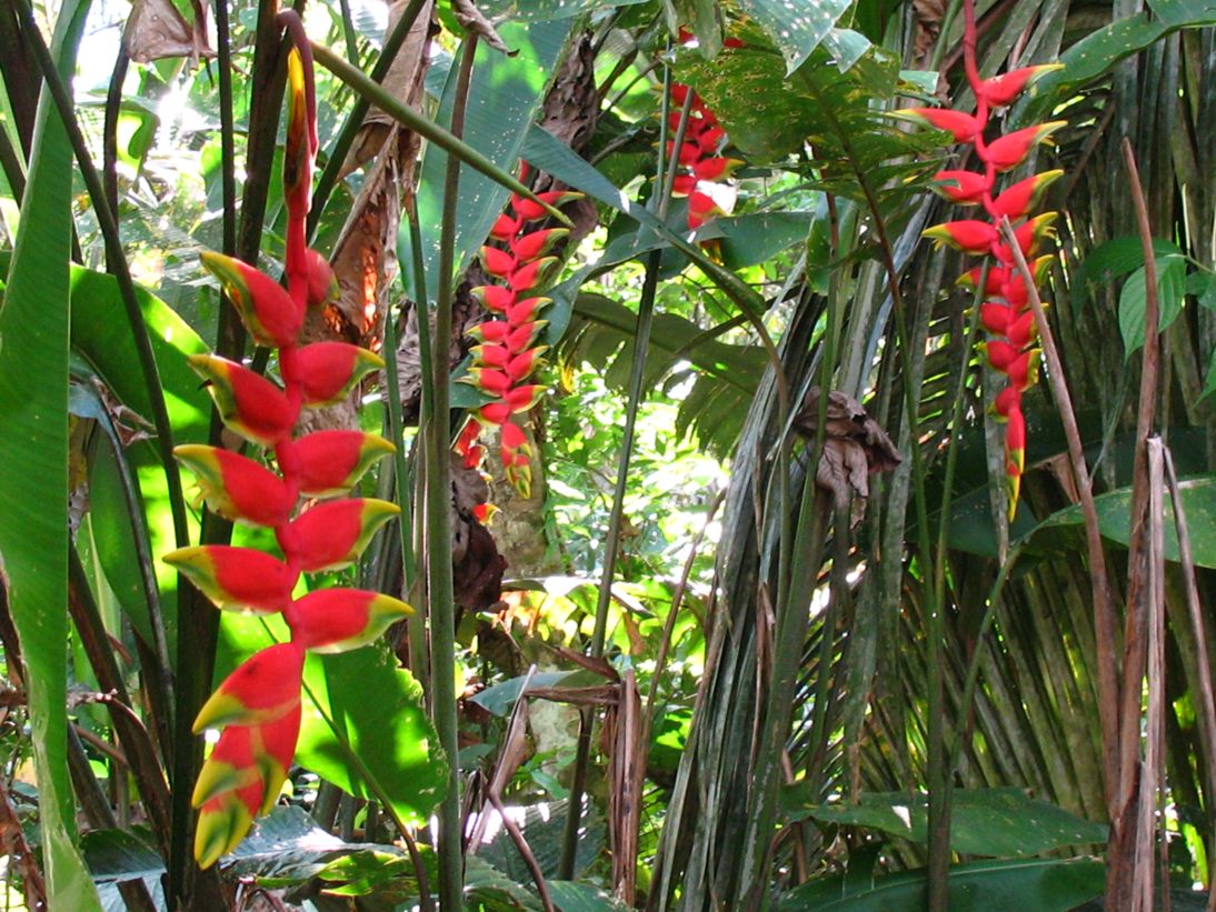 Heliconias